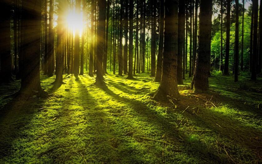 Immagine di una foresta, metafora di sostenibilità ambientale ed emissioni net zero