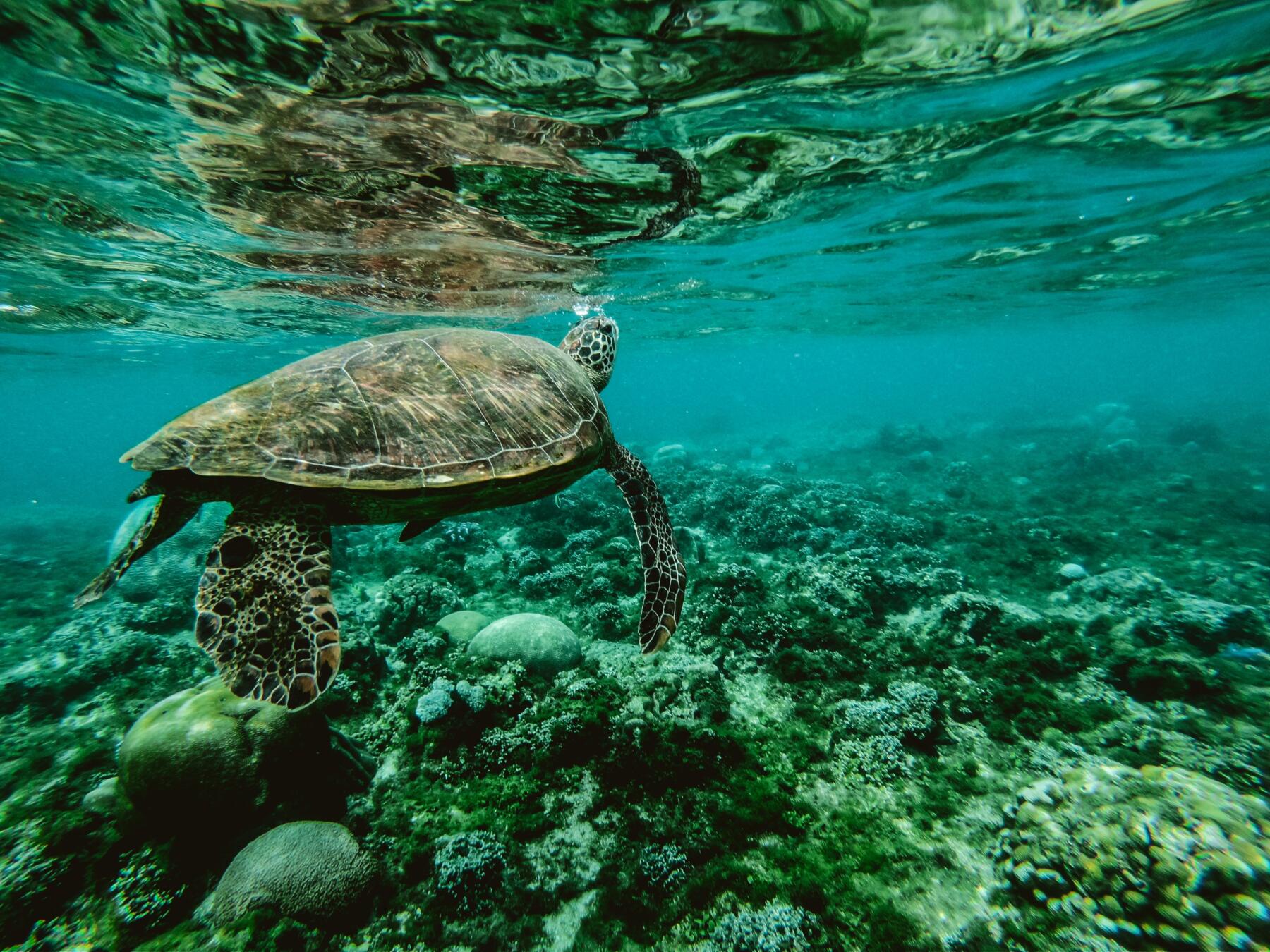 DWS lancia un nuovo fondo azionario dedicato alla protezione degli habitat marini