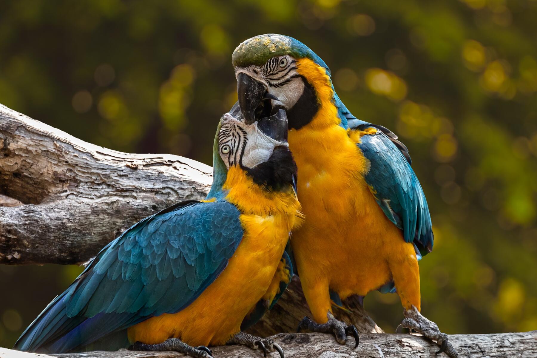 Biodiversità-pappagalli-ESG