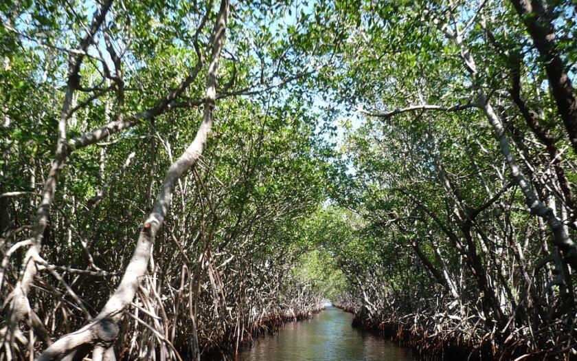 mangrovie su fiume