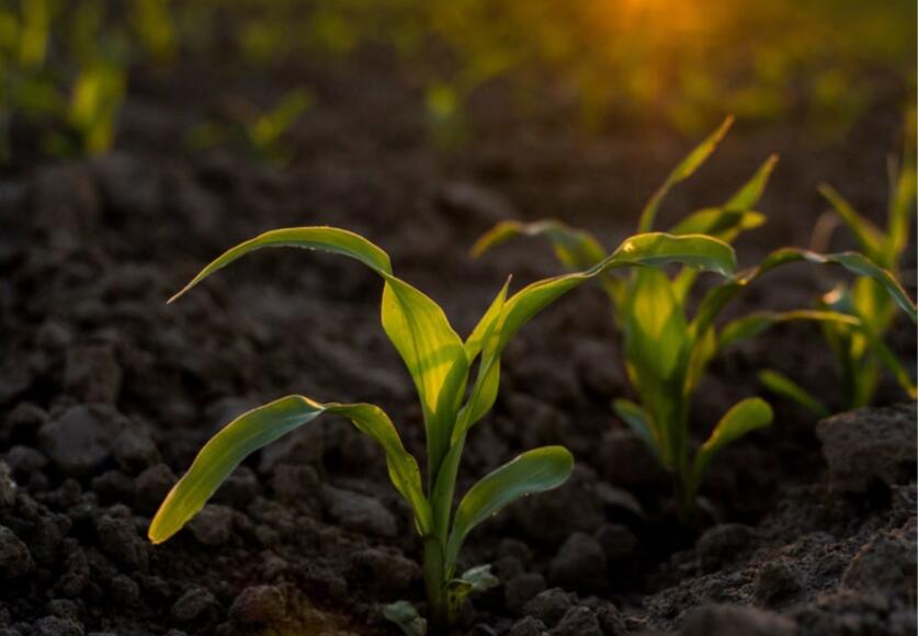 Report sostenibilità CSM Ingredients | ESG News