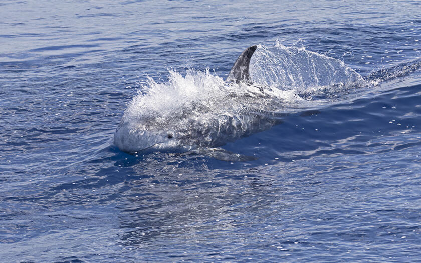 Profondo Blu vincitori | ESG News