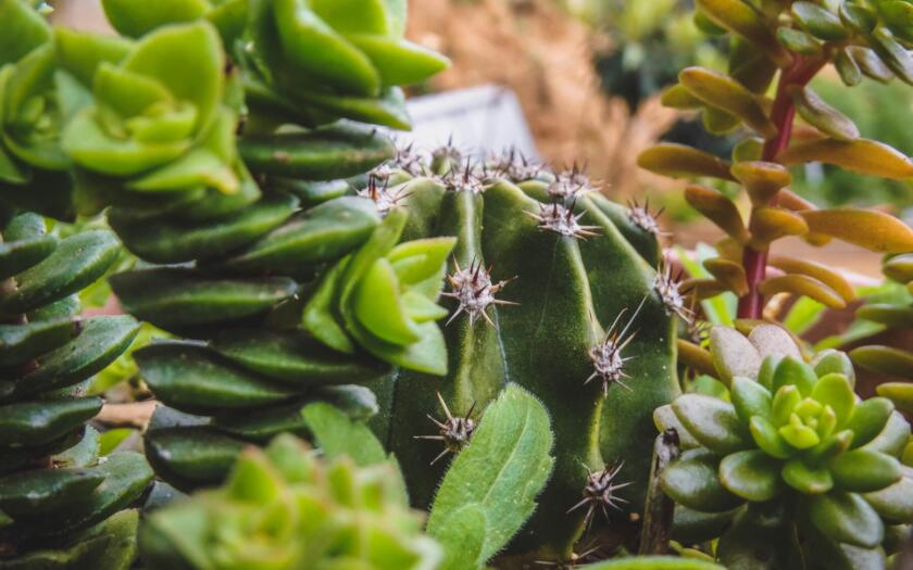Cactus DLA Piper | ESGnews