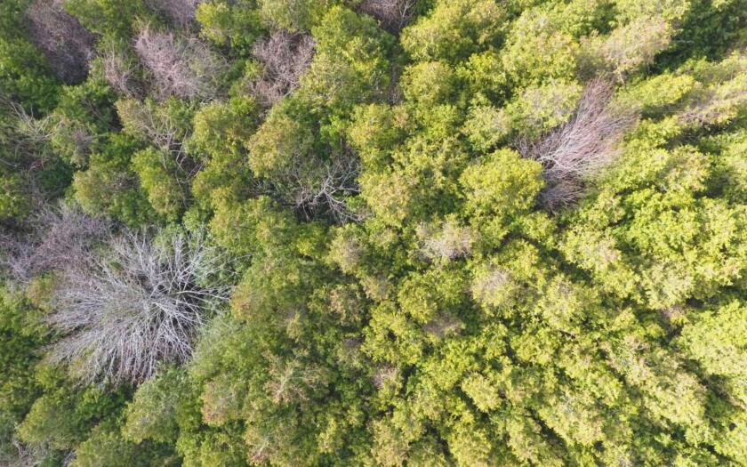 nature based | ESGnews