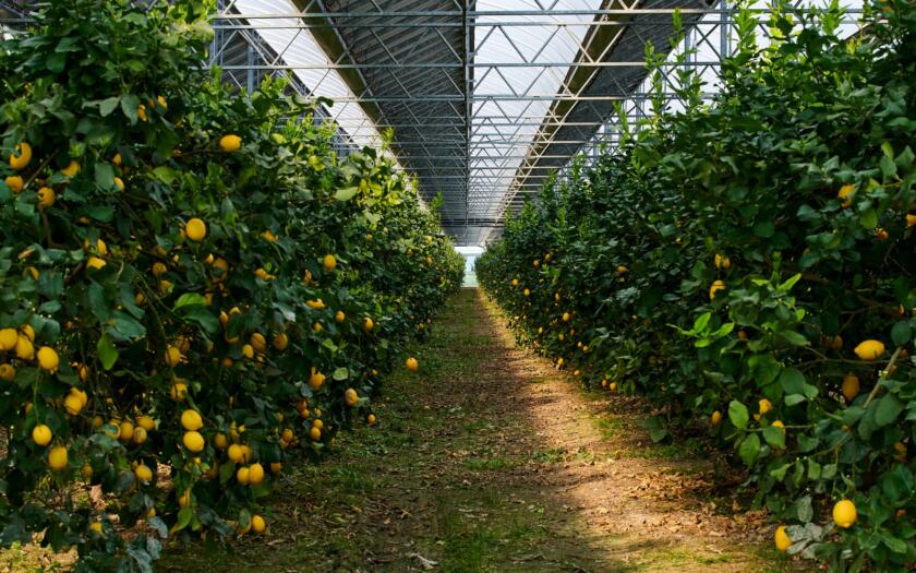 EF Solare rapporto di sostenibilità 2024 | ESGnews