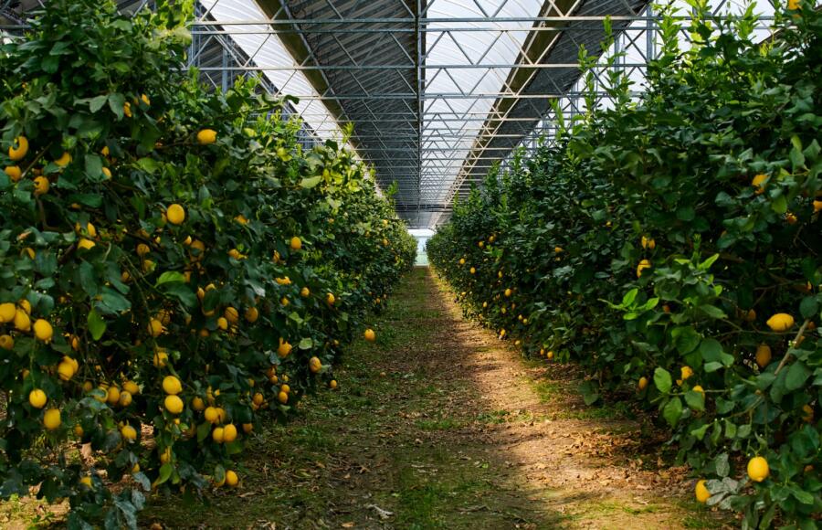 EF Solare rapporto di sostenibilità 2024 | ESGnews