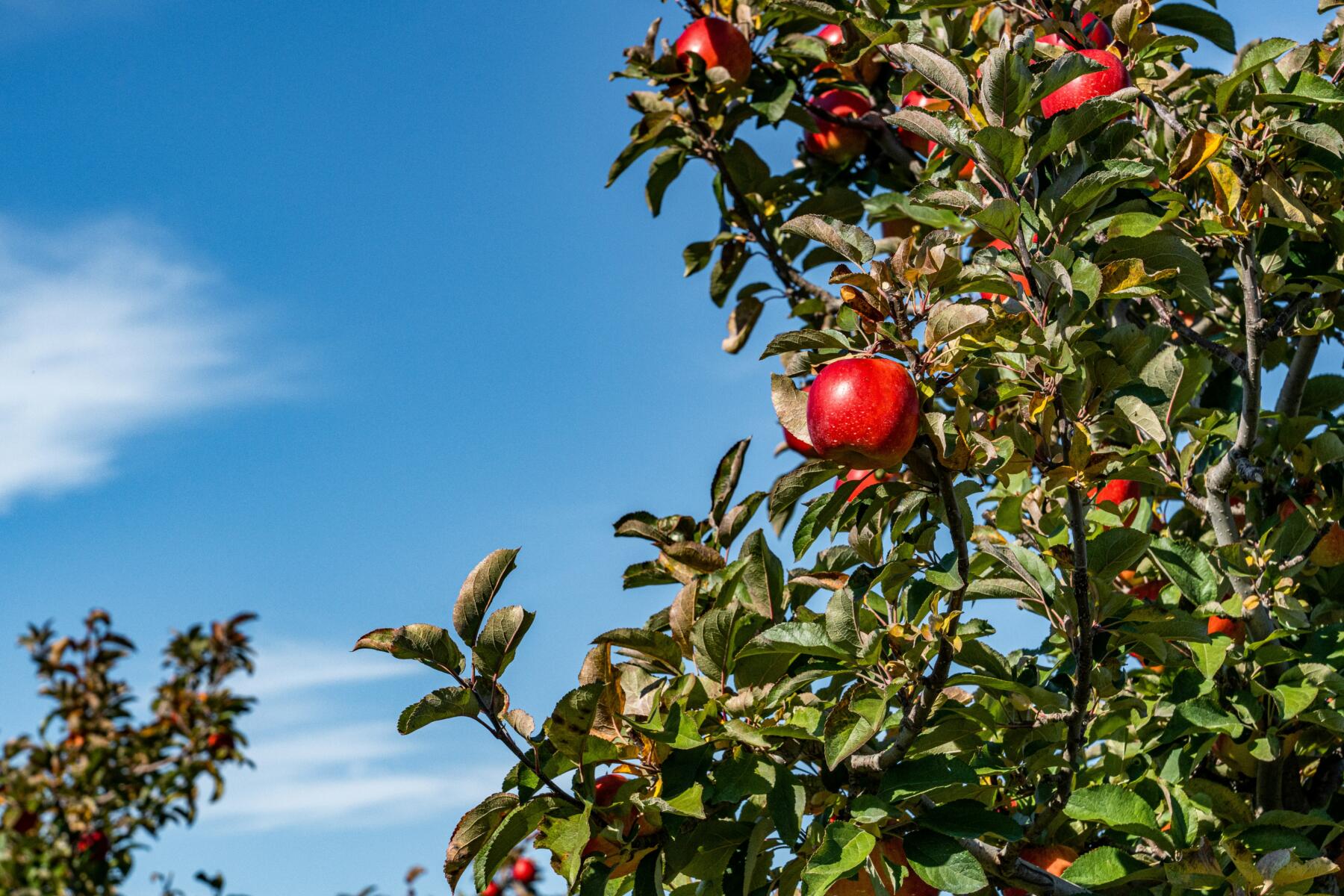 EF Solare meleto Bolzano | ESGnews