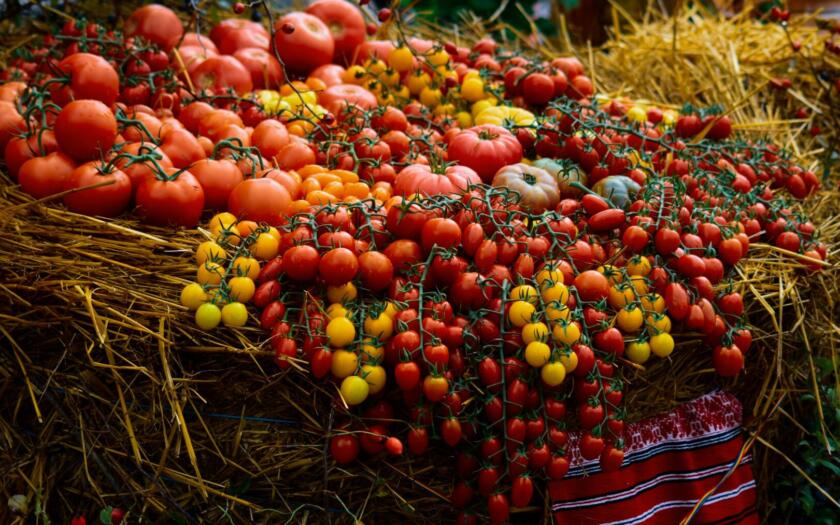 CL.A.N. TUTTOFOOD | ESGnews