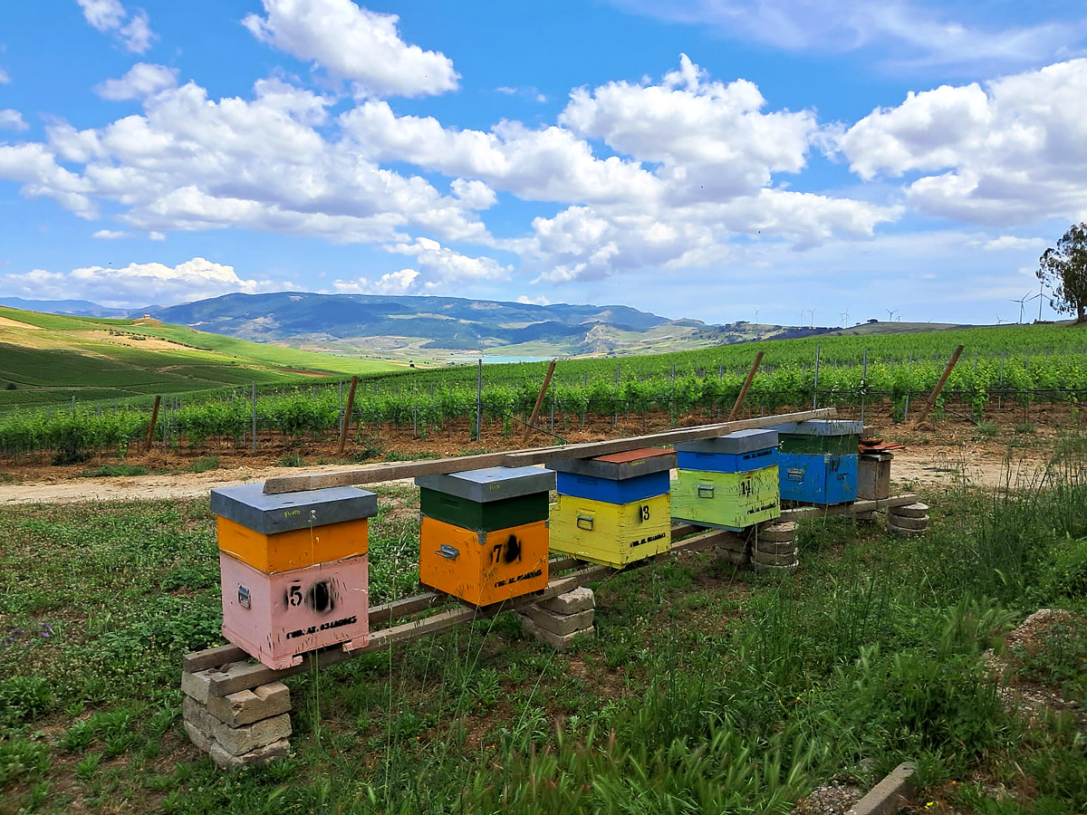 Intesa Sanpaolo HoneyBees & Vineyard | ESGnews