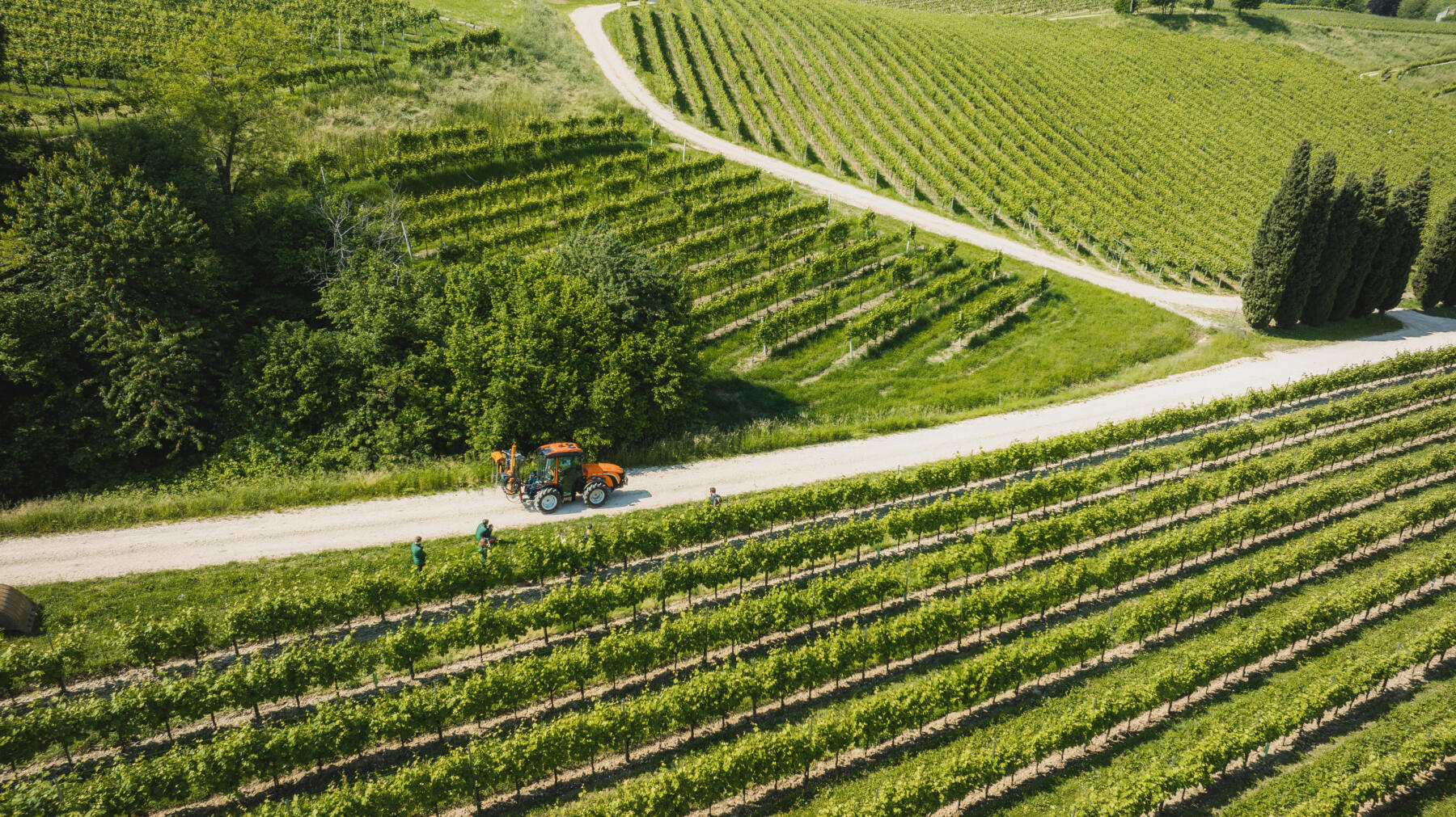 Progetto viticoltura Life Atena | ESGnews