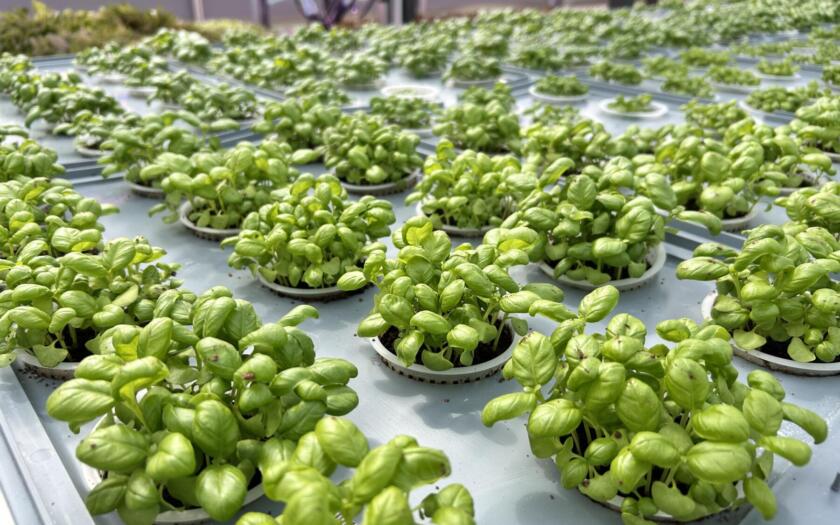 Eni tecnologia areoponica | ESGnews