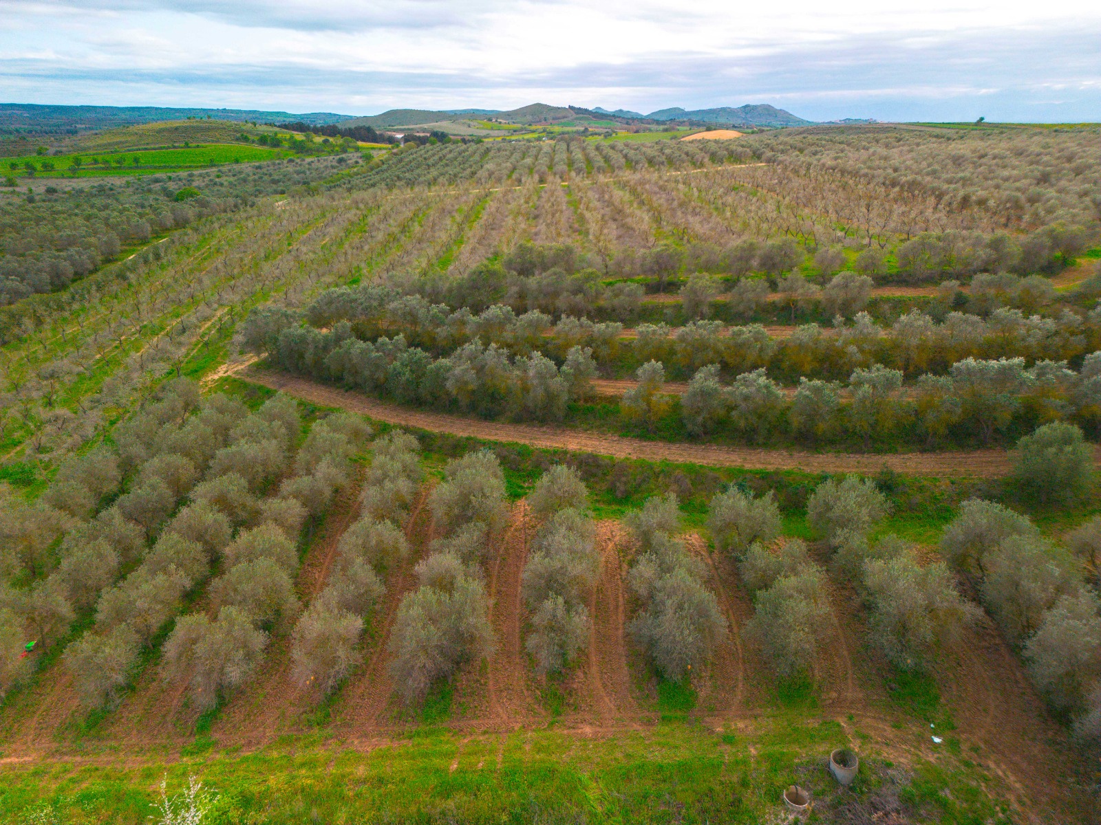 Persea agricoltura rigenerativa