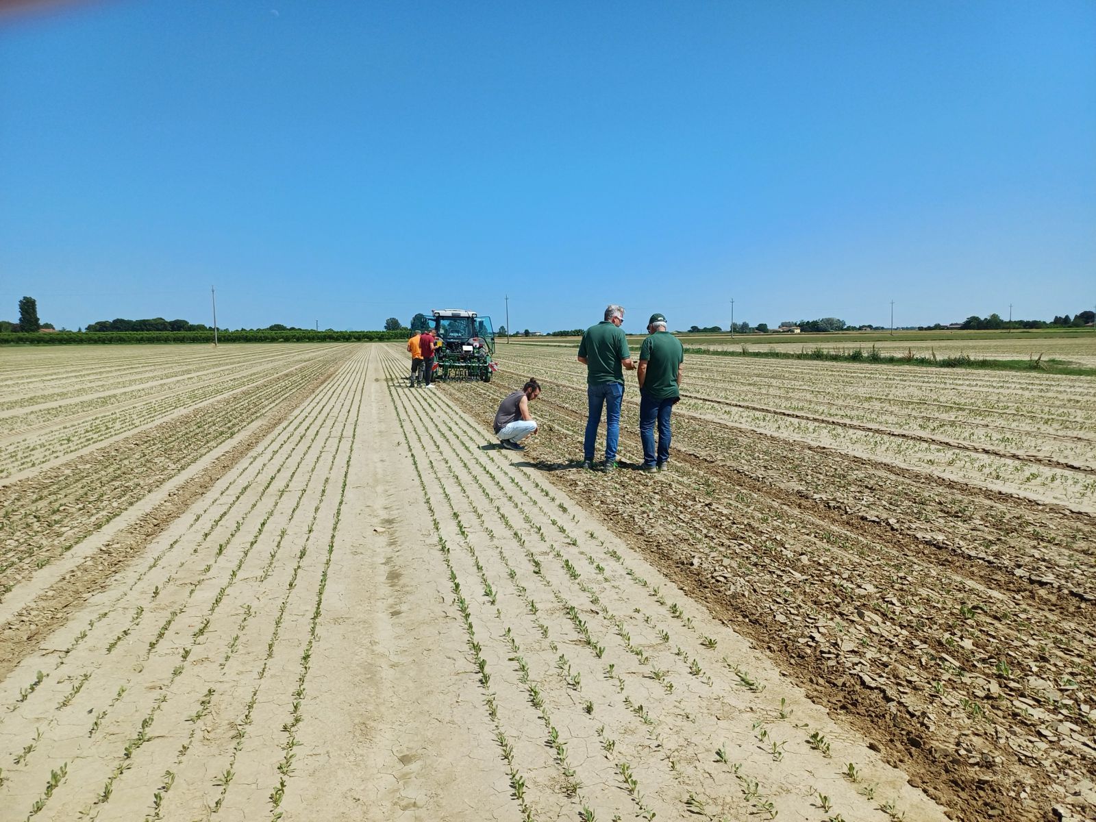 Innova.Orto - Prova sarchiatrice di precisione su cicoria | ESGnews