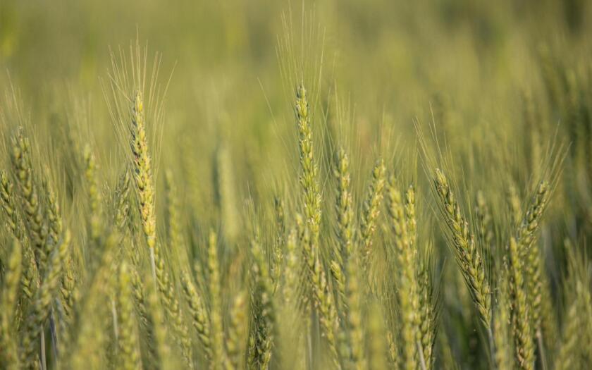 Progetto CLARUS: AI e data space per la sostenibilità della filiera alimentare