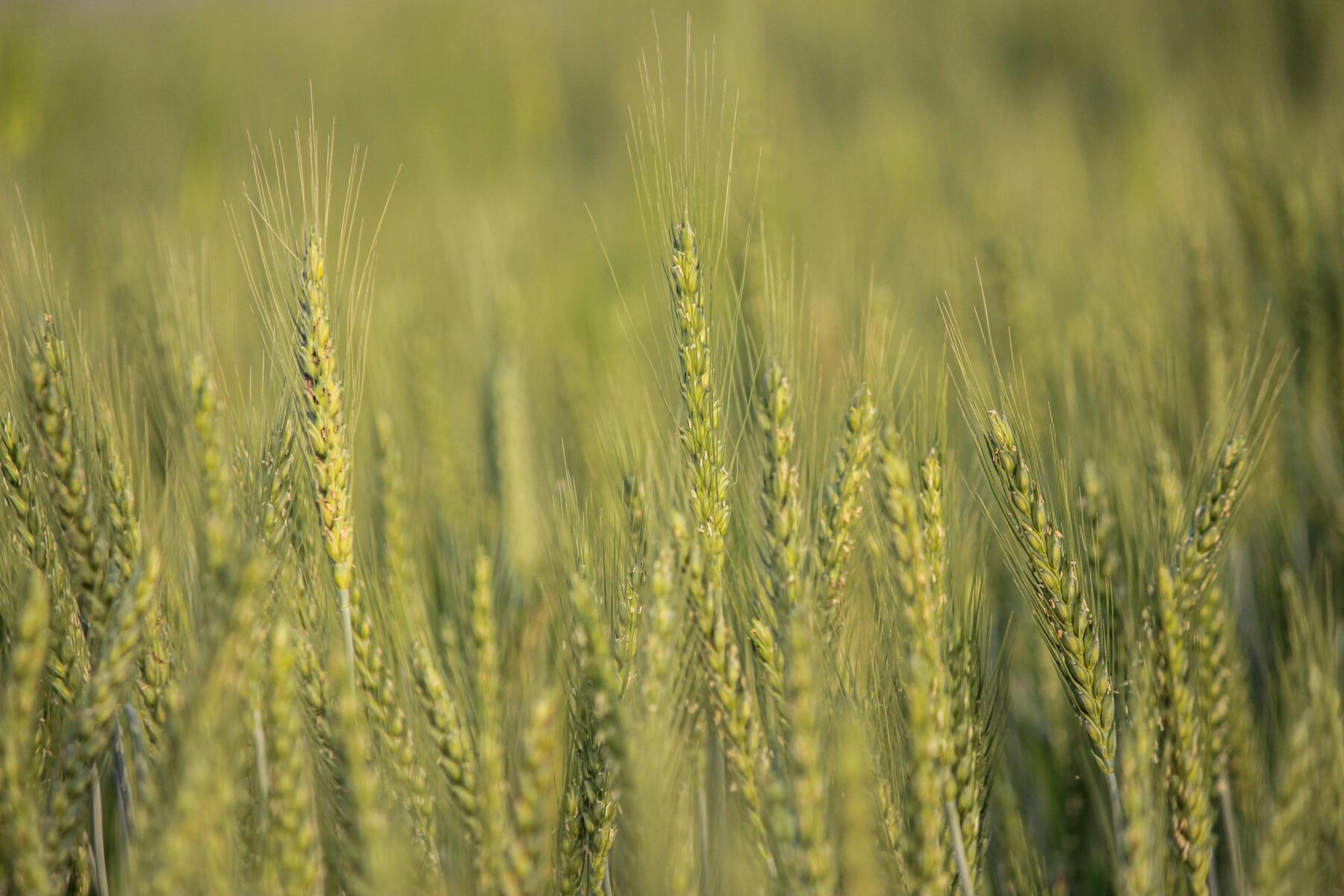 Progetto CLARUS: AI e data space per la sostenibilità della filiera alimentare