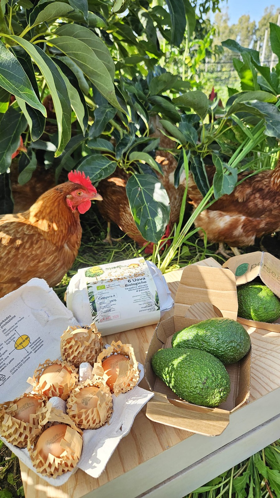 Box uova avocado Cortilia-Persea