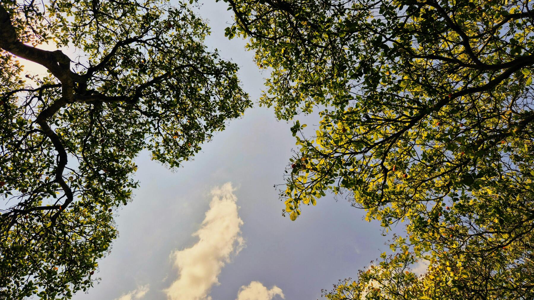 Giornata mondiale dell'Ambiente